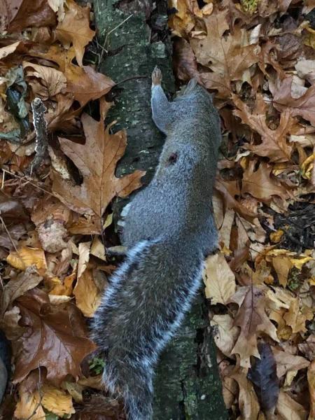 Name:  squirrel2.jpg
Views: 484
Size:  66.1 KB