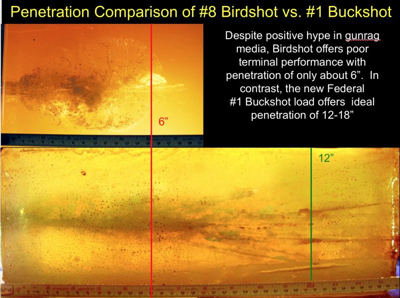 Name:  Birdshot vs #1 Buckshot.jpg
Views: 256
Size:  77.5 KB