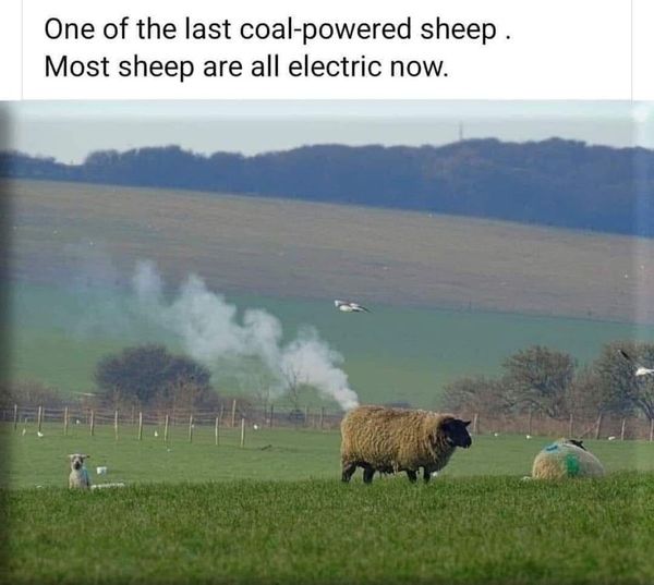 Name:  Sheep.jpg
Views: 481
Size:  40.5 KB