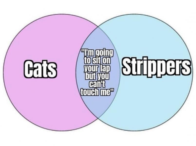Name:  cats-strippers.jpg
Views: 471
Size:  33.9 KB
