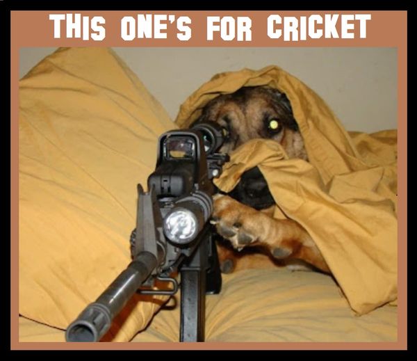 Name:  for cricket.jpg
Views: 450
Size:  42.5 KB