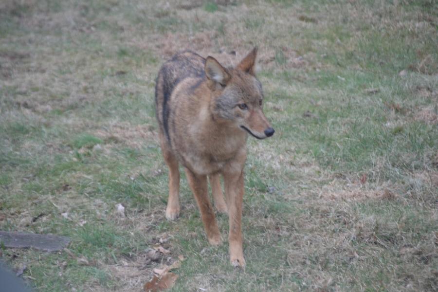 Name:  coyote 3-a.jpg
Views: 324
Size:  74.9 KB