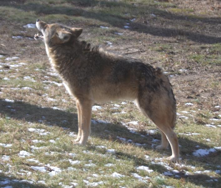 Name:  Coyote.jpg
Views: 456
Size:  78.1 KB