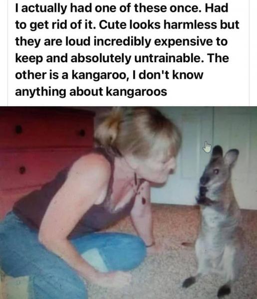Name:  Kangaroo.jpg
Views: 1115
Size:  44.2 KB