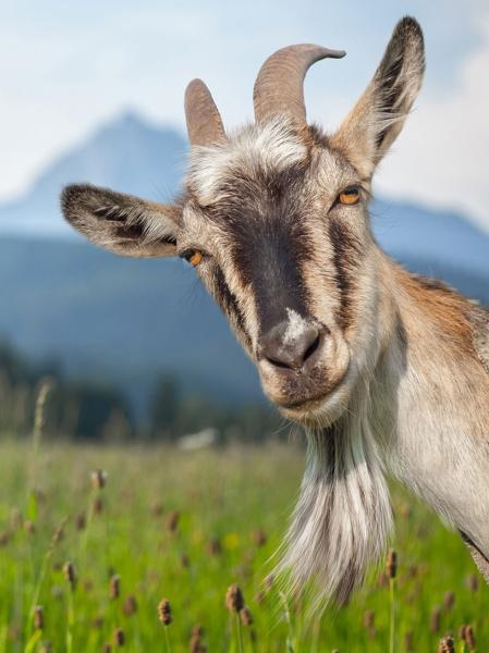 Name:  Goat.jpg
Views: 407
Size:  36.5 KB