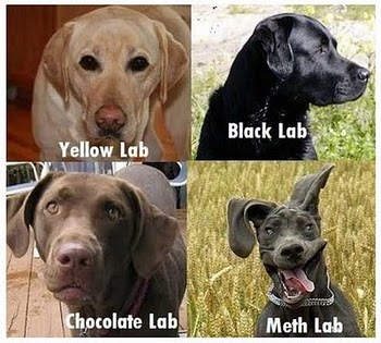 Name:  Know your labs.jpg
Views: 2139
Size:  39.2 KB