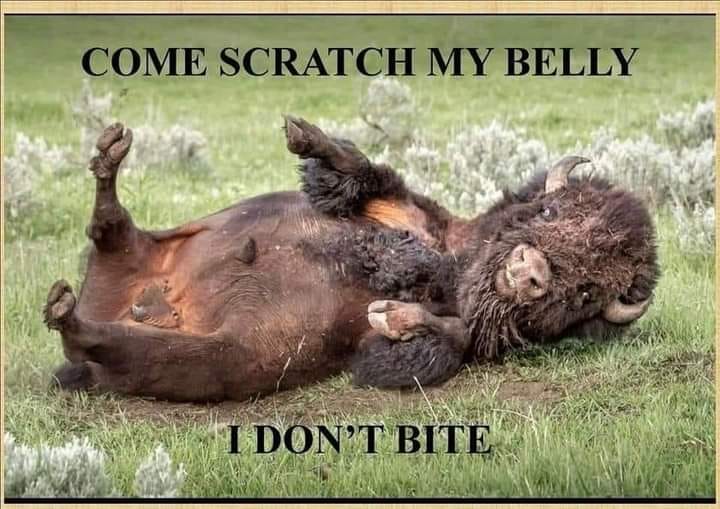 Name:  Come Scratch My Belly.jpg
Views: 906
Size:  66.7 KB