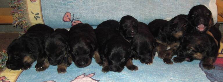 Name:  Puppies.jpg
Views: 435
Size:  29.9 KB