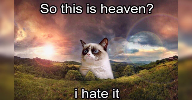 Name:  GrumpyCatDead.jpg
Views: 1440
Size:  70.9 KB