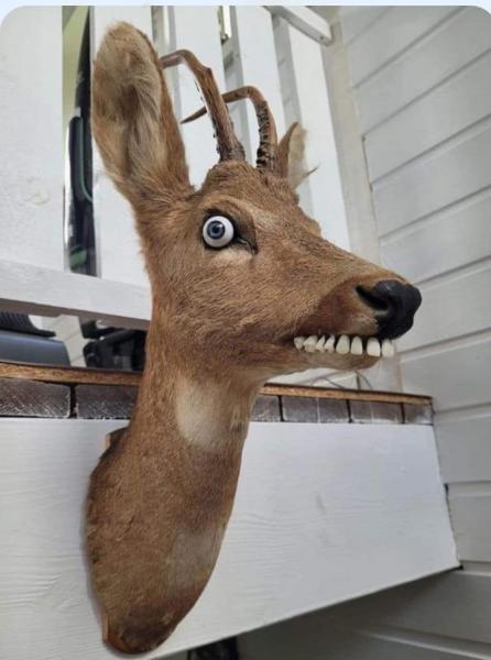 Name:  Deer.jpg
Views: 564
Size:  32.7 KB