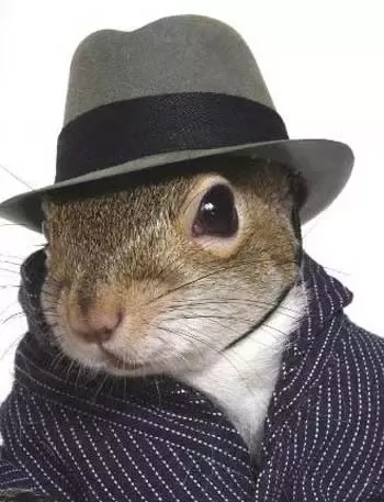 Name:  squirrelavatar.jpg
Views: 866
Size:  56.0 KB