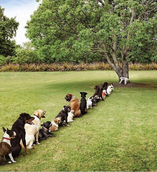 Name:  dogs in line for tree.jpg
Views: 912
Size:  93.1 KB