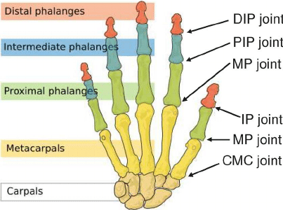 Name:  Joints-of-the-thumb-and-the-index-finger-This-picture-is-adapted-from.png
Views: 646
Size:  53.0 KB