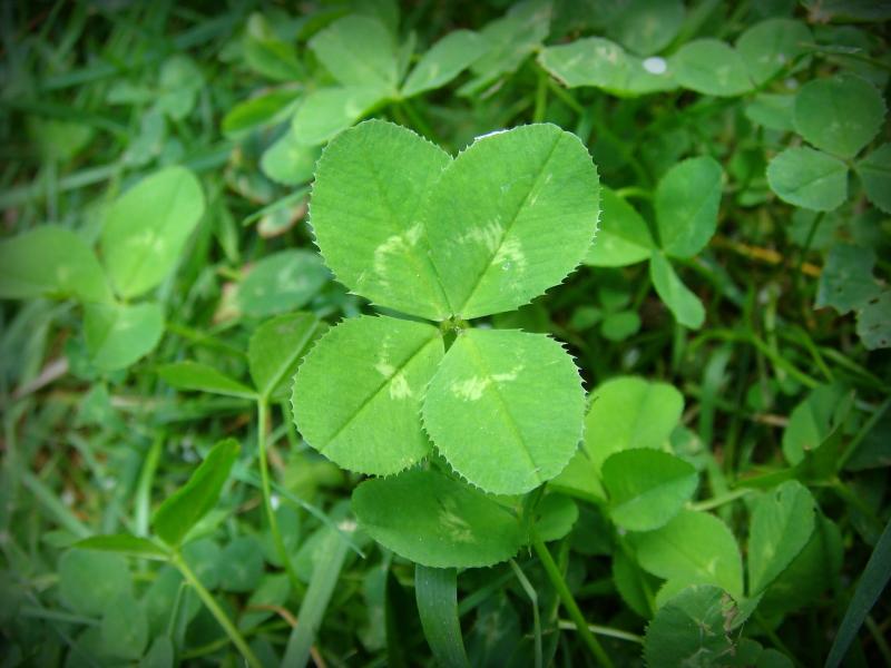 Name:  4-leaf_clover.jpg
Views: 483
Size:  56.2 KB