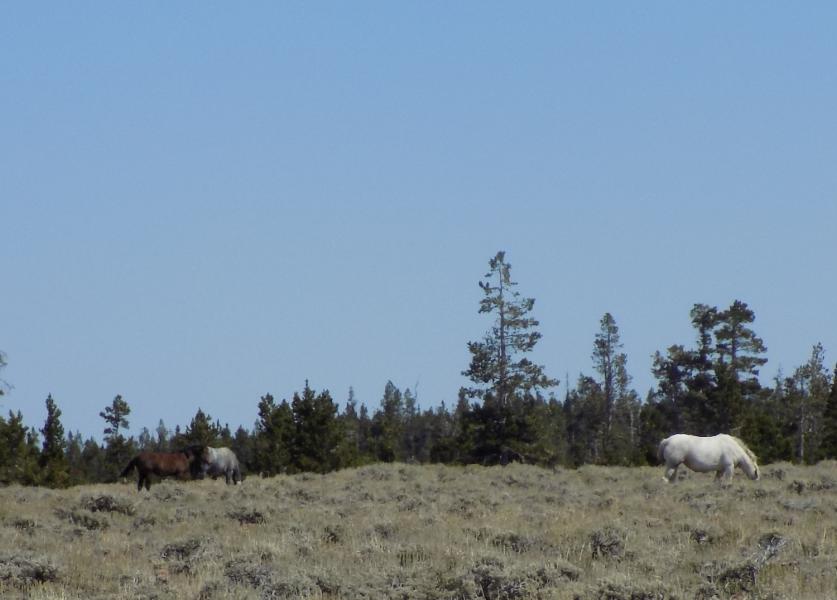 Name:  2 green mountain wild horses 2_zpsw6su3x85.jpg
Views: 485
Size:  44.7 KB