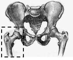 Name:  Pelvic Girdle.JPG
Views: 1031
Size:  22.5 KB