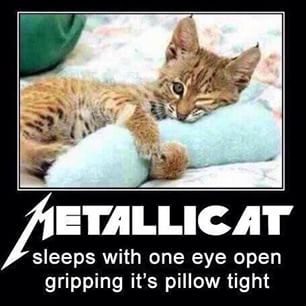 Name:  Metallicat.jpg
Views: 1411
Size:  18.3 KB