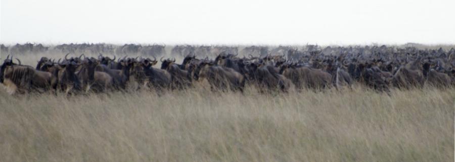 Name:  migrationserengeti2-1024x366.jpg
Views: 355
Size:  29.0 KB