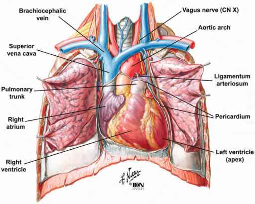 Name:  4415_21_25-nerve-pericardium.jpg
Views: 650
Size:  25.8 KB