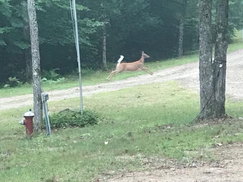 Name:  front yard deer 08.31.22.jpg
Views: 192
Size:  73.1 KB