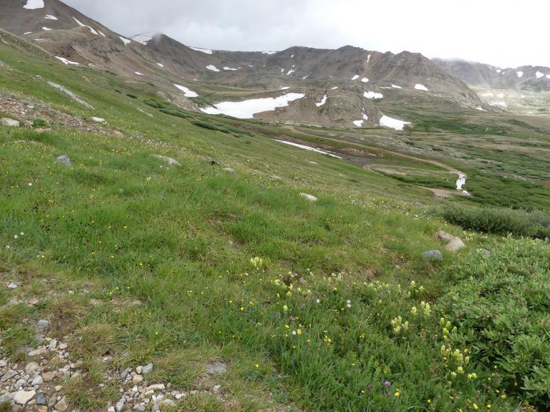 Name:  Alpine Tundra.jpg
Views: 671
Size:  100.8 KB