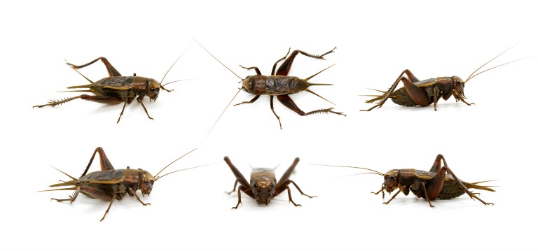 Name:  six-crickets-featured-image-final.jpg
Views: 850
Size:  45.1 KB