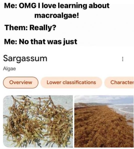 Name:  sargassum.jpg
Views: 855
Size:  44.5 KB