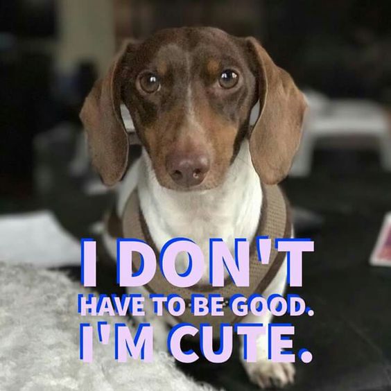 Name:  Dachshund-meme-cute-and-innocent.jpg
Views: 508
Size:  42.1 KB