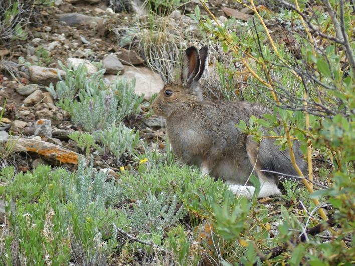 Name:  Snowshoe Hare.jpg
Views: 772
Size:  104.5 KB