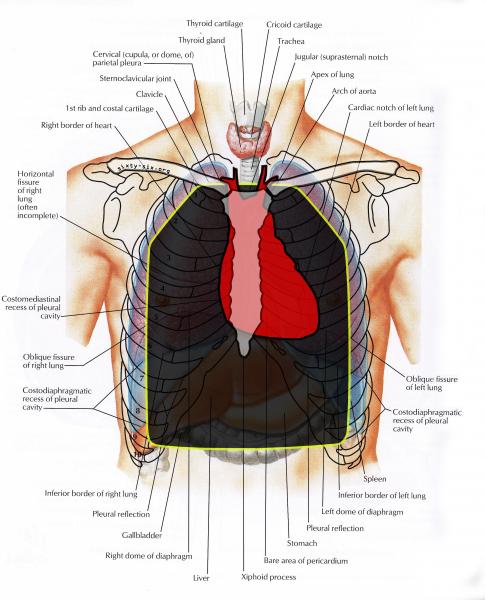 Name:  thorax_anterior.jpg
Views: 664
Size:  47.6 KB