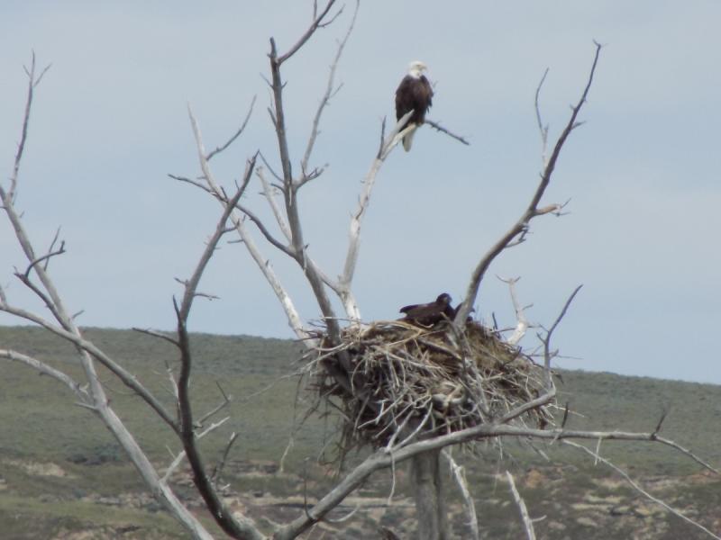 Name:  eagle and nest 1.jpg
Views: 223
Size:  42.9 KB