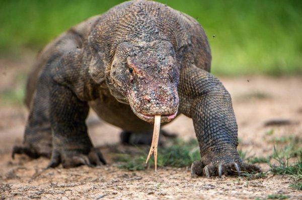 Name:  komodo dragon.jpg
Views: 1010
Size:  55.0 KB