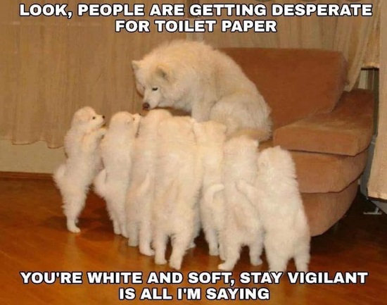 Name:  Soft white dogs_TP.jpg
Views: 981
Size:  78.5 KB