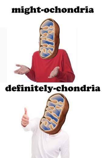 Name:  mitochondria.jpg
Views: 1289
Size:  16.6 KB