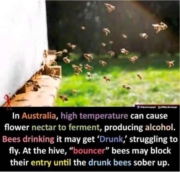 Name:  Bees.jpg
Views: 220
Size:  52.0 KB