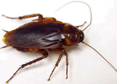 Name:  american-cockroach-1.jpg
Views: 322
Size:  15.3 KB