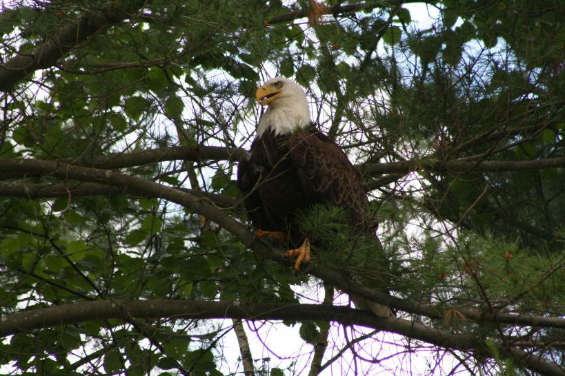 Name:  BaldEagle2.jpg
Views: 332
Size:  103.8 KB