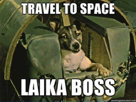 Name:  Laika Boss.jpg
Views: 728
Size:  34.0 KB