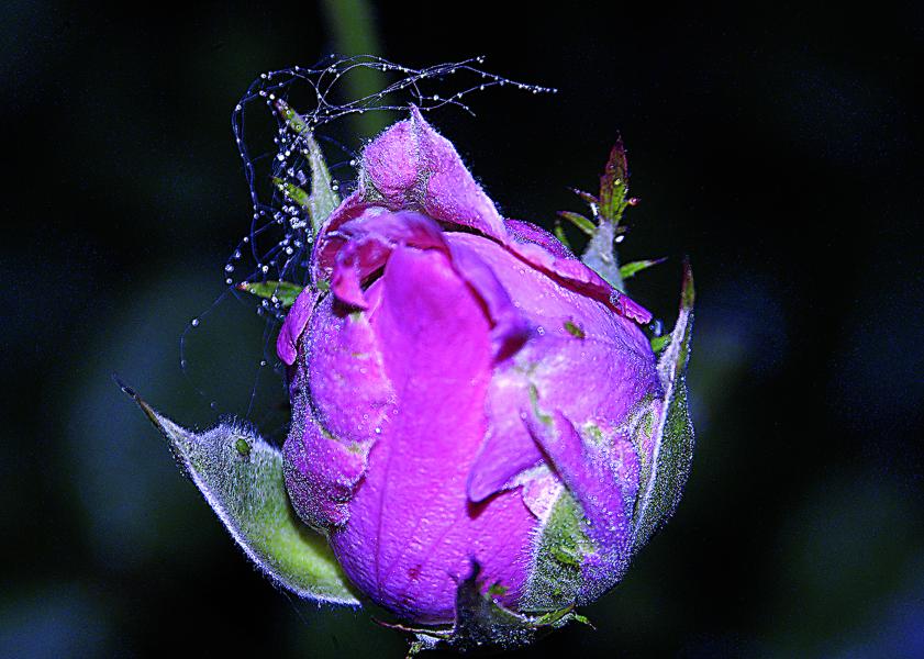 Name:  11 x 8.5 rosebud 2 enhanced.jpg
Views: 120
Size:  75.0 KB