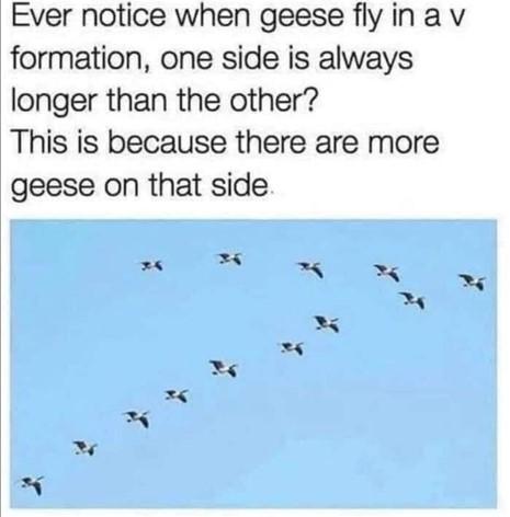 Name:  geese.jpg
Views: 931
Size:  24.5 KB