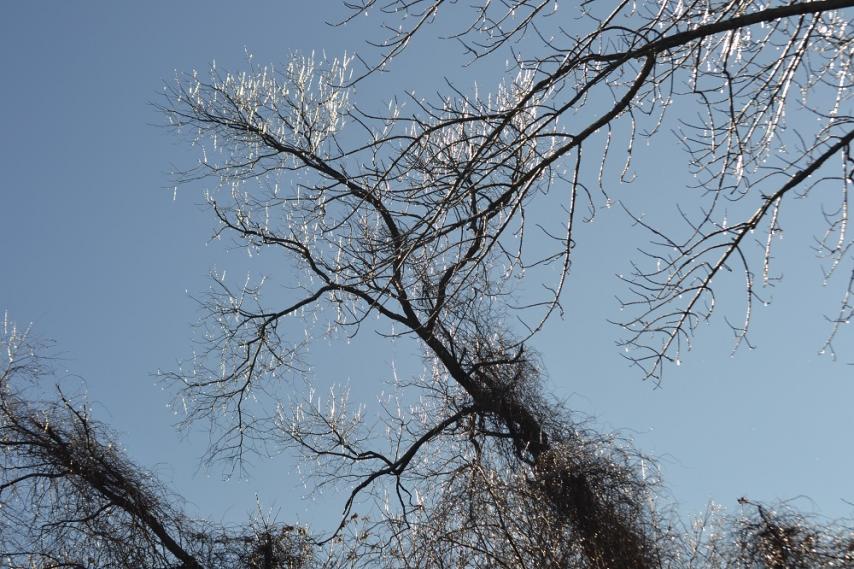 Name:  Icy trees.jpg
Views: 467
Size:  101.0 KB