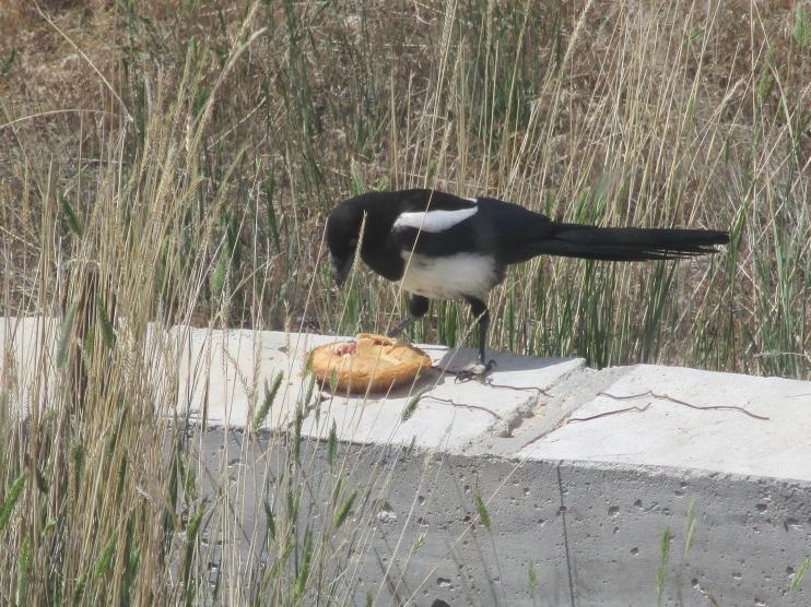 Name:  IMG_0146 Magpie.jpg
Views: 391
Size:  101.1 KB