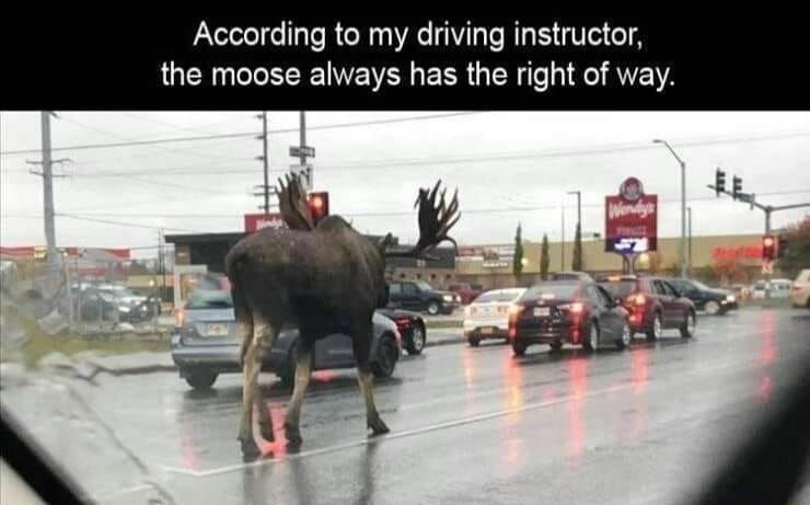 Name:  moose  USED.jpg
Views: 562
Size:  38.0 KB