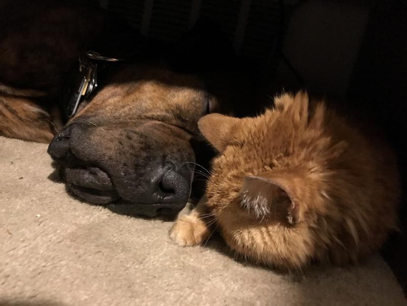 Name:  dog and cat under the desk.jpg
Views: 412
Size:  49.7 KB