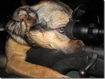Name:  dogsniper1.jpg
Views: 1043
Size:  27.3 KB