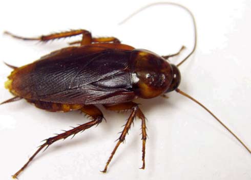 Name:  american-cockroach-1.jpg
Views: 321
Size:  15.3 KB