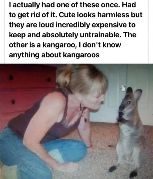 Name:  Kangaroo.jpg
Views: 1111
Size:  44.2 KB