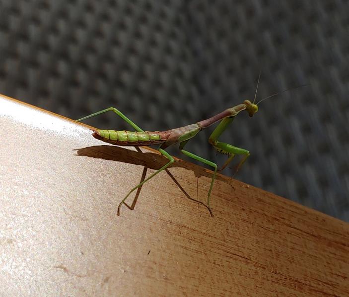 Name:  Mantis.jpg
Views: 649
Size:  53.3 KB