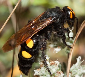 Name:  mammoth_wasp_italy-300x272.jpg
Views: 350
Size:  25.5 KB